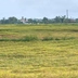 Hà Tĩnh: Gần 5.900ha lúa gãy đổ do giông lốc, mưa đá trước vụ thu hoạch