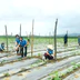 Hà Tĩnh: Xã Hương Xuân đẩy mạnh phát triển mô hình liên kết sản xuất nông nghiệp