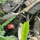 Tai nạn giao thông 13/7: Xe đầu kéo tông sập nhà dân khi đổ đèo, tài xế tử vong