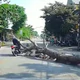 Tai nạn giao thông 9/9: Cây đổ trúng xe máy, người đàn ông tử vong tại chỗ
